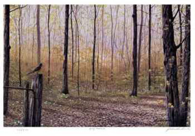 Spring Woodland Limited Edition Spring Woodland Limited Edition