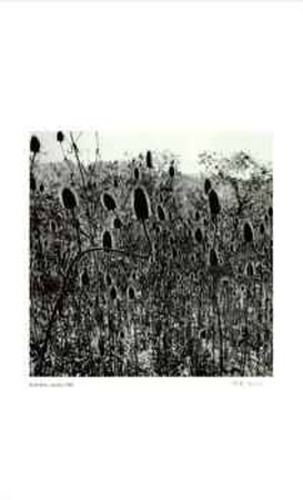 Untitled (thistle) Limited Edition Untitled (thistle) Limited Edition