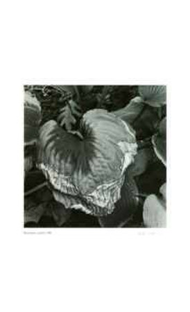 Untitled (dying leaf) Limited Edition Untitled (dying leaf) Limited Edition