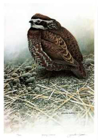 Laneway - Bobwhite Limited Edition Laneway - Bobwhite Limited Edition