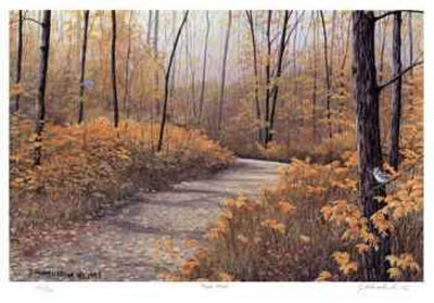 Maple Forest Limited Edition Maple Forest Limited Edition