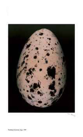 Egg I Limited Edition Egg I Limited Edition