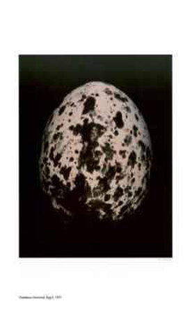 Egg II Limited Edition Egg II Limited Edition