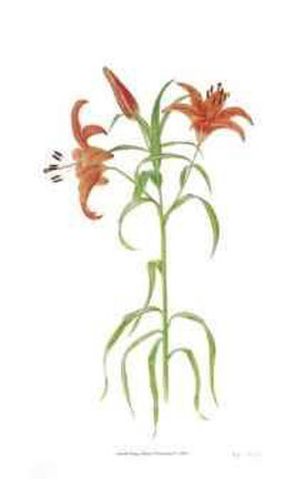 Lilium Limited Edition Lilium Limited Edition