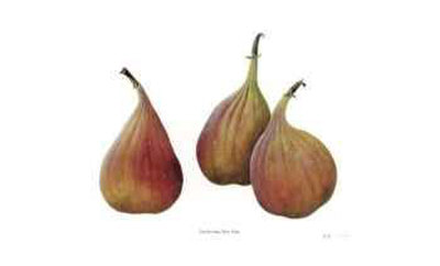 Three Figs Limited Edition Three Figs Limited Edition