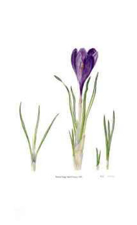 Dutch Crocus Limited Edition Dutch Crocus Limited Edition
