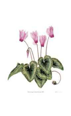 Cyclamen Persicum Limited Edition Cyclamen Persicum Limited Edition