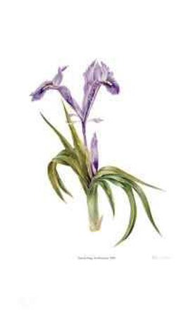 Iris Hoogiana Limited Edition Iris Hoogiana Limited Edition