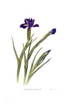 Dutch Iris Limited Edition Dutch Iris Limited Edition