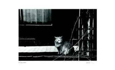 Untitled - Cat Limited Edition Untitled - Cat Limited Edition