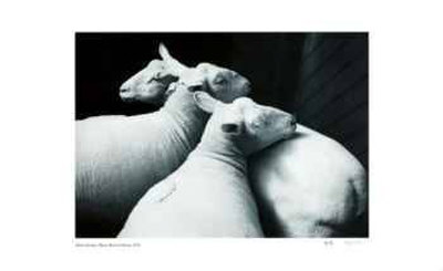 3 Sheared Sheep Limited Edition 3 Sheared Sheep Limited Edition