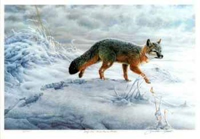 Swift Fox Limited Edition Swift Fox Limited Edition