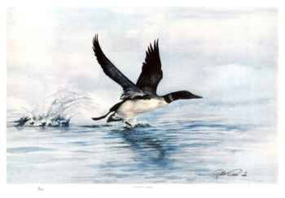 Common Loon Limited Edition Common Loon Limited Edition