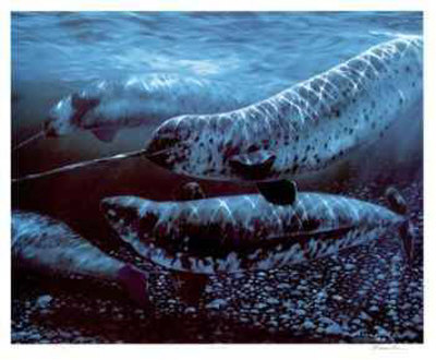 Narwhales Limited Edition Narwhales Limited Edition