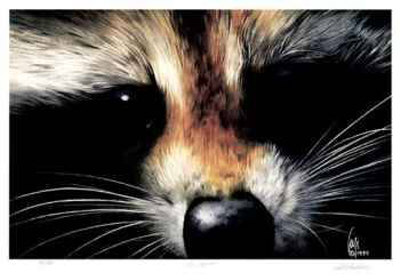 The Bandit Limited Edition The Bandit Limited Edition