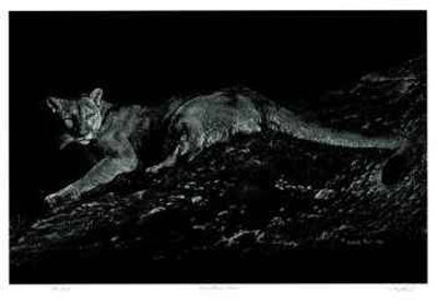Mountain Lion Limited Edition Mountain Lion Limited Edition