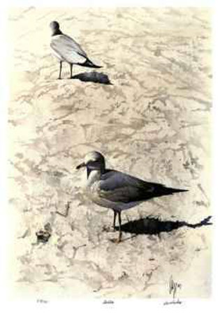 Gulls Limited Edition Gulls Limited Edition