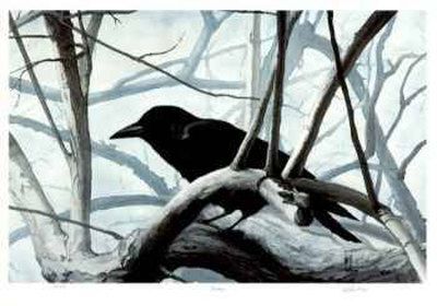 Raven Limited Edition Raven Limited Edition