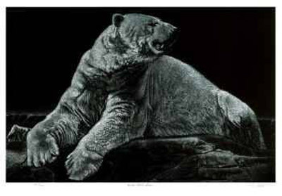 Male Polar Bear Limited Edition Male Polar Bear Limited Edition