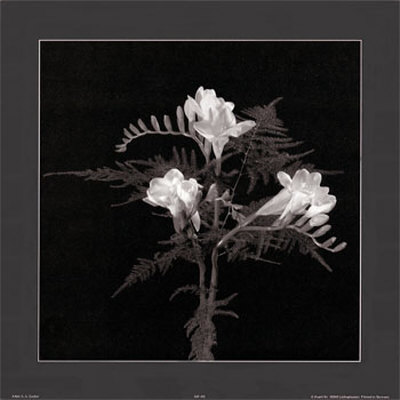 Freesia Print Freesia Print