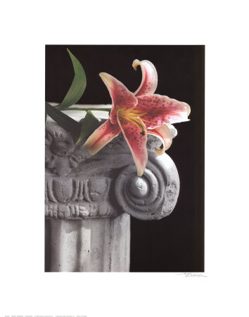 Stargazer Print Stargazer Print