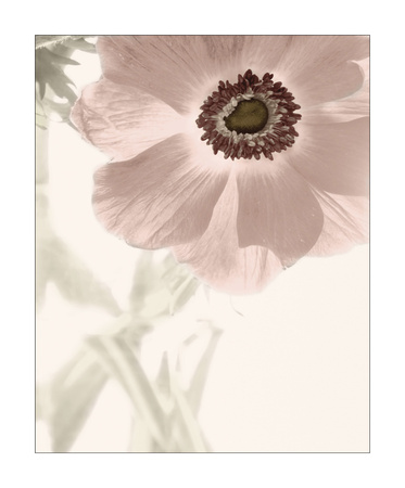 Anemone Radiance Print Anemone Radiance Print