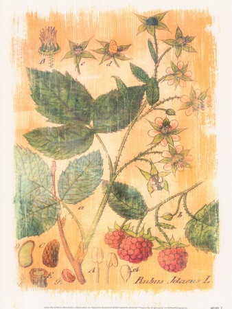 Rubus Jdaeus Print Rubus Jdaeus Print