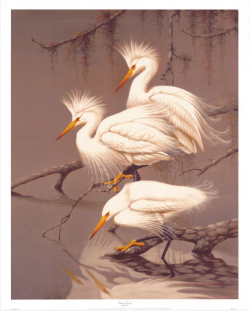 Snowy Egrets Print Snowy Egrets Print