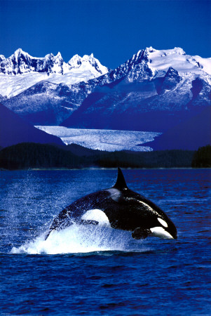 Orca (Killer Whale) Poster Orca (Killer Whale) Poster