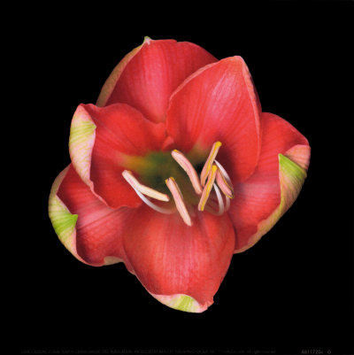 Coral Tulip Print Coral Tulip Print