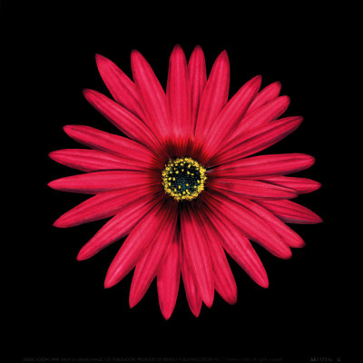 Pink Daisy Print Pink Daisy Print