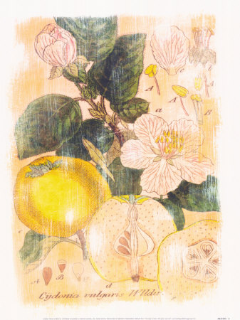 Cydonia Vulgaris Print Cydonia Vulgaris Print