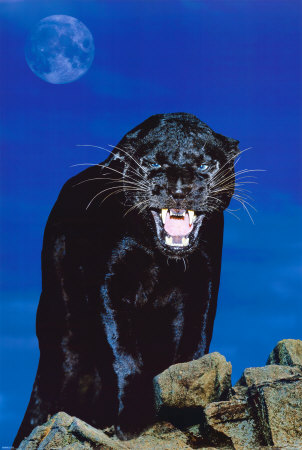 Black Panther Poster Black Panther Poster