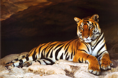 Tiger's Cave Poster Tiger's Cave Poster