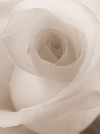 Blooming White Rose Stretched Canvas Print