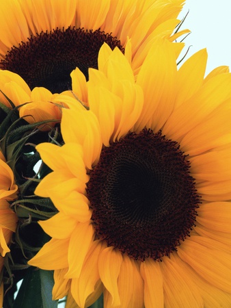 Bunch of Sunflowers Stretched Canvas Print