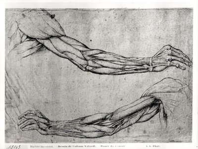 Study of Arms Giclee Print Study of Arms Giclee Print