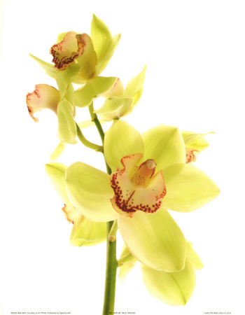 Pale Orchid Print Pale Orchid Print