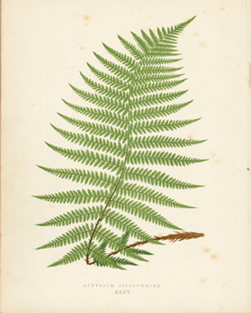 Anthyrium Fern Print Anthyrium Fern Print