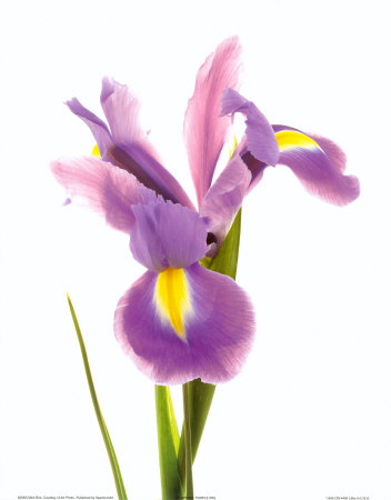 Purple Iris Print Purple Iris Print