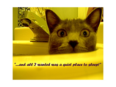 Cat capers #2 Photographic Print Cat capers #2 Photographic Print