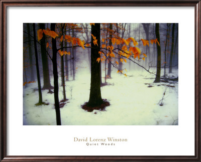 Quiet Woods Framed Print Quiet Woods Framed Print