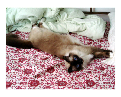Cat III Photographic Print Cat III Photographic Print