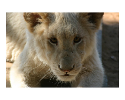 White Lion Cub Photographic Print White Lion Cub Photographic Print