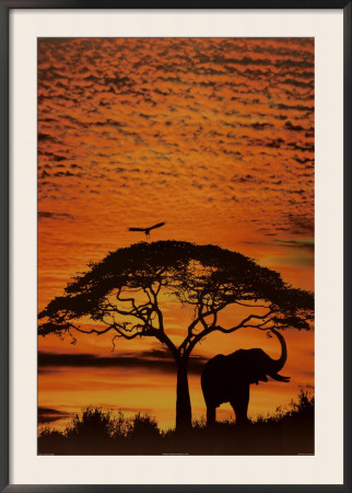 African Skies Framed Poster African Skies Framed Poster