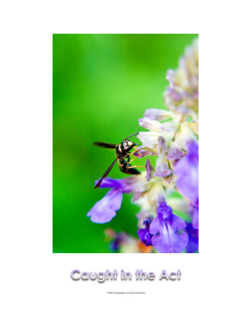 Caught in the Act Photographic Print Caught in the Act Photographic Print