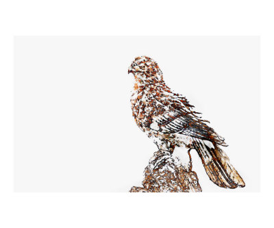 Bird of Prey Photographic Print Bird of Prey Photographic Print