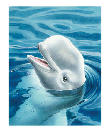 Baby Beluga Giclee Print Baby Beluga Giclee Print