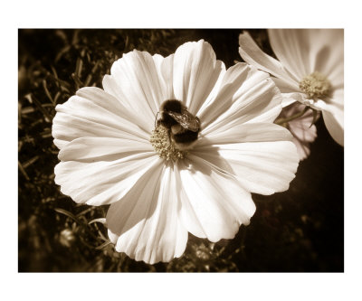 Bee Photographic Print Bee Photographic Print