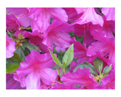 Azalea Party Photographic Print Azalea Party Photographic Print